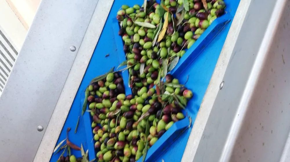 procedura-frantoio-olio-oliva-4
