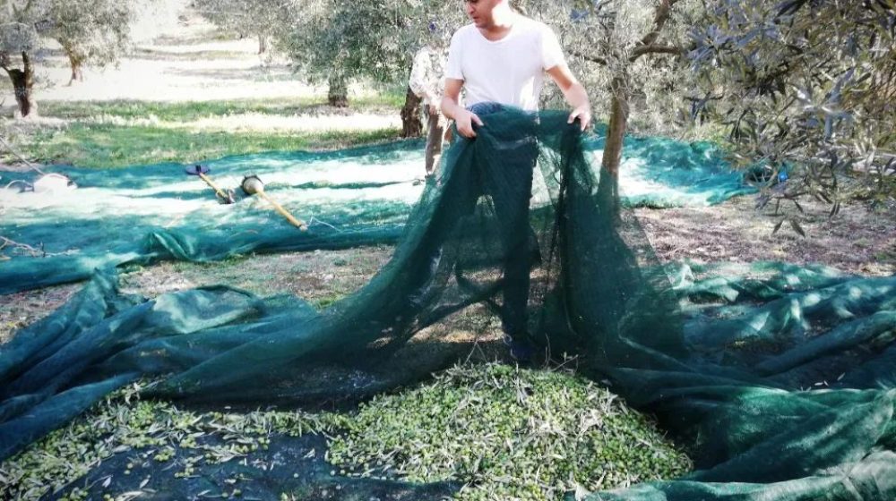 procedura-frantoio-olio-oliva-raccolta